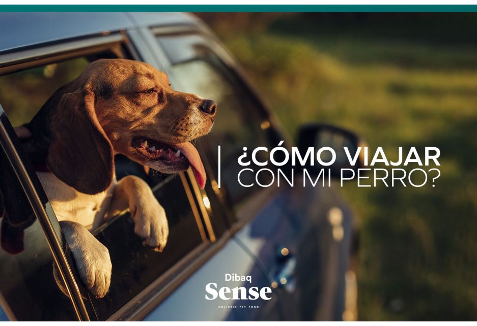 ¿Cómo viajar con mi perro en auto? 